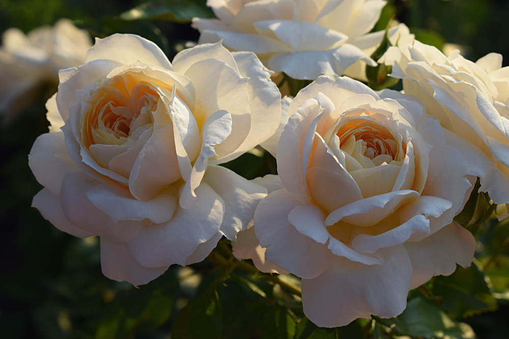 champagne rose hybrid tea creamy coloured roses champagner