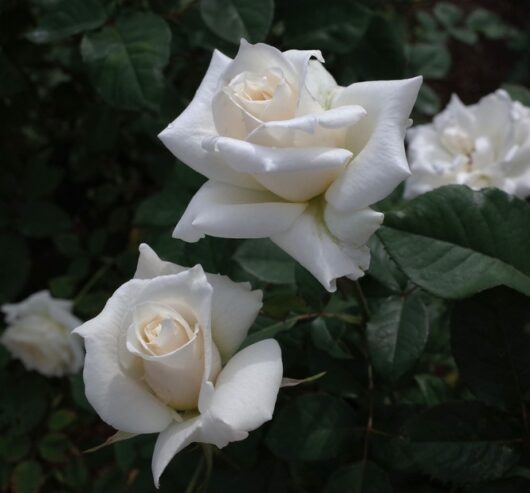 Pascali rose white cream rose hybrid tea rosa