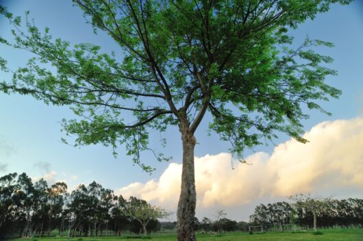 Ulmus 'Inspire' PBR Chinese Elm 8" Pot