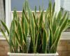 Sansevieria trifasciata laurentii Variegated Snake Plant