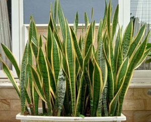 Sansevieria trifasciata laurentii Variegated Snake Plant