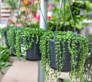 Senecio String of Pearls trailing weeping cascading down succulent