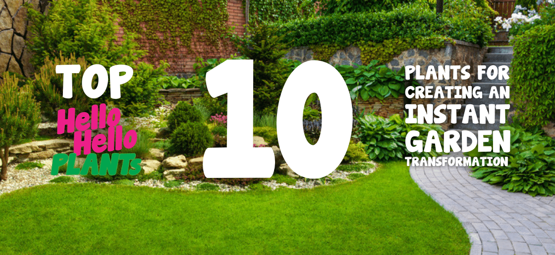 The Top 10 Plants for creating an instant garden transformation