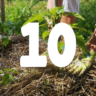 Hello Hello Plants 10 Tips for Winter Garden Maintenance