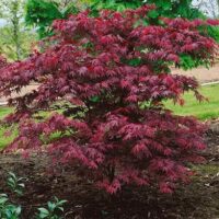 Acer 'Okagami' Japanese Maple 13" Pot