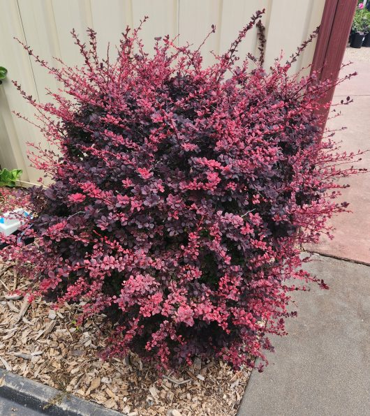 Berberis thunbergii atropurpurea Rose Glow Japanese Barberry Bush purple pink and variegated leaves as a feature plant