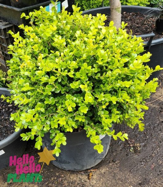 Buxus microphylla japonica Japanese Box topiary ball sphere shaped advanced bright green foliage