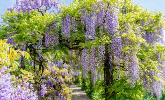 Wisteria sinensis climber purple climbing wisteria chinese wisteria