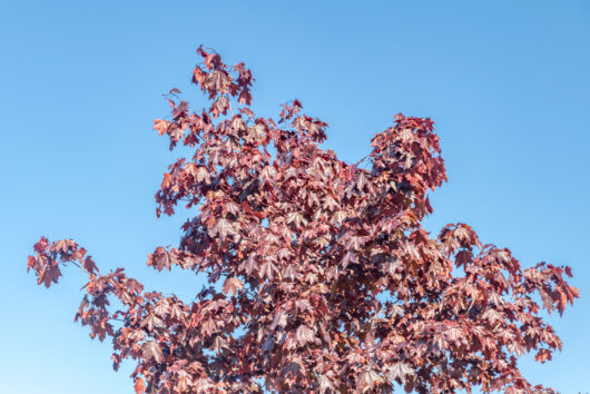 Acer platanoides crimson sentry maple purple foliage tree leaves beautiful feature maple