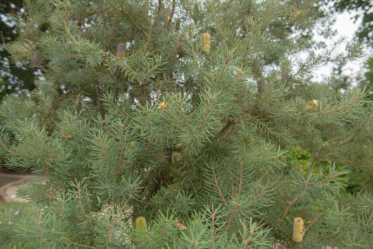 Banksia marginata 'Silver Banksia'
