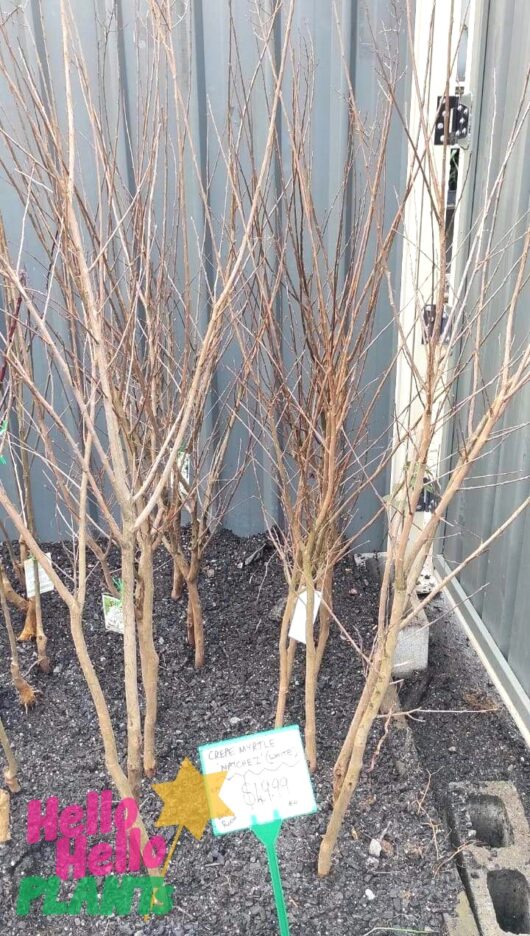 Natchez white crepe myrtle bare root tree crepe myrtle