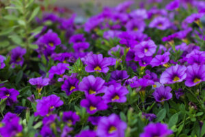 calibrachoa million bells purple dark purple groundcover trailing plant masses of purple flowers border