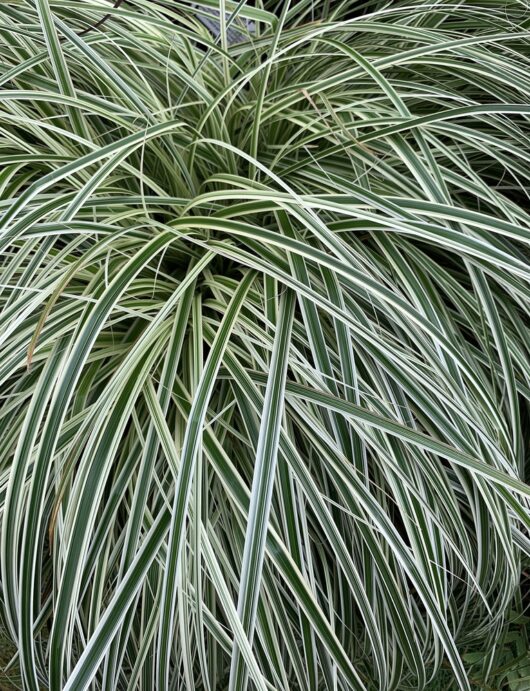 Carex 'Feather Falls' Carex osmiensis grass foliage green white