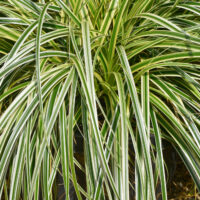 Carex osmiensis Feather Falls grass variegated foliage cream green white