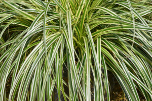Carex osmiensis Feather Falls grass variegated foliage cream green white