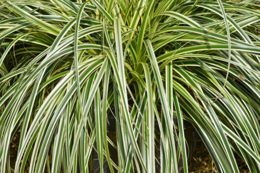 Carex osmiensis Feather Falls grass variegated foliage cream green white