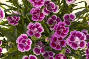 carnation purple wedding dianthus flowers cottage perennials