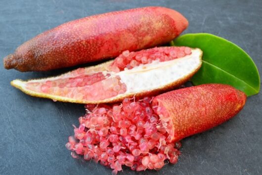 Bush Tucker Native Bush Foods Citrus australasia Native finger lime pink fruits