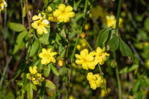 jasminum mesnyi Primrose Jasmine yellow flowering climber