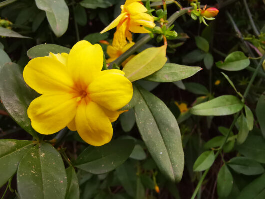 Hello Hello Plants Nursery jasminum mesnyi Primrose Jasmine yellow flower climbing plant