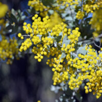 Acacia 'Queensland Silver Wattle'