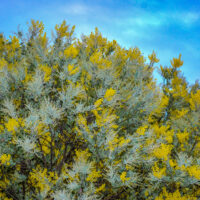Acacia podalyriifolia Queensland Silver Wattle Pearl Wattle Acacia Silver foliage australian native yellow blossoms