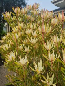 Leucadendron laureolum salignum Maui Sunset Coneflower