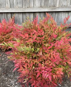 colourful shrub winter red foliage nandina domestica Moon Bay