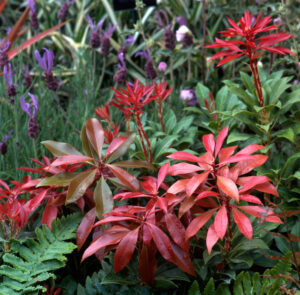 Pieris japonica Lily of the Valley Shrub red foliage Mountain Fire Japanese pieris feature plant