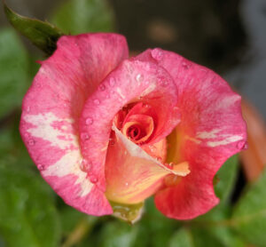 rosa floribunda Cabana pink coloured striped rose mass flowering