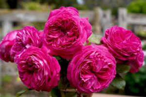Delightful Parfuma Rose Rosa floribunda purple pink buff thick roses mass flowering