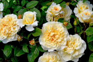 Rosa Earth Goddess Rose Shrub Rose Creamy yellow buff rose