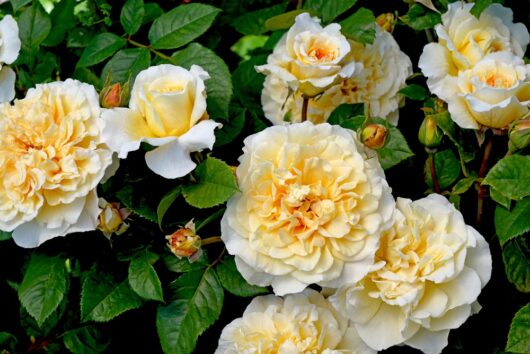 Rosa Earth Goddess Rose Shrub Rose Creamy yellow buff rose