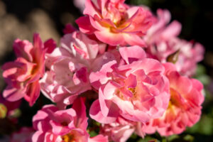 rosa floribunda maxivita colourful pink rose mass flowering