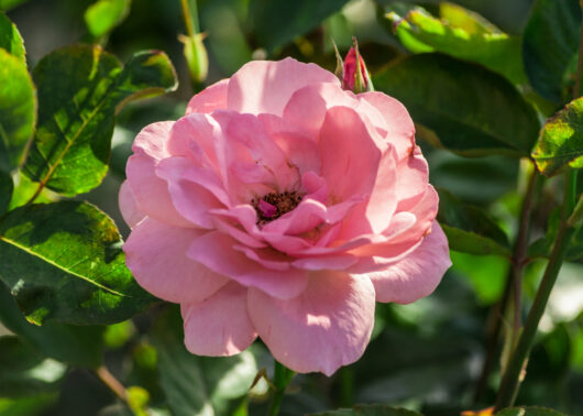 Rose Professor Sieber Bush Mass flowering pink floribunda