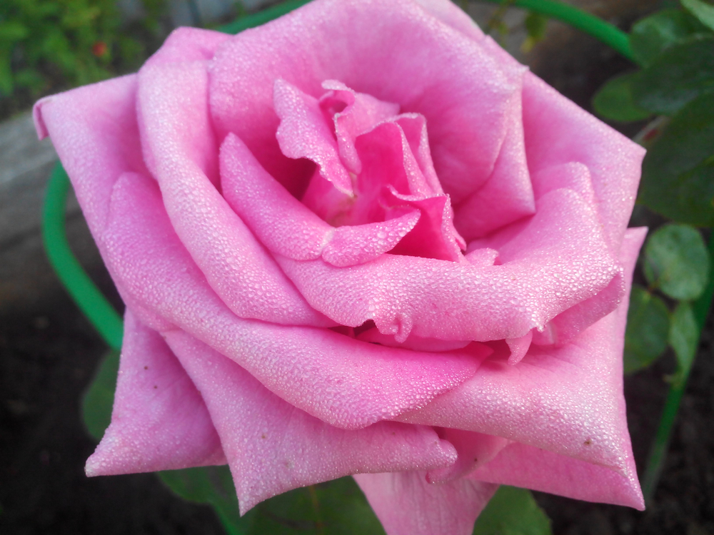 rose eiffel tower pink rosa hybrid tea perfume