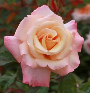 Rosa hybrid tea Pure Bliss pink two toned rose apricot