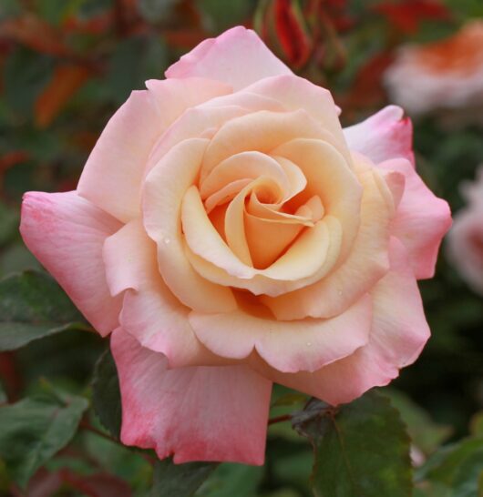 Rosa hybrid tea Pure Bliss pink two toned rose apricot