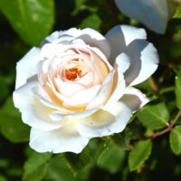 white rose hybrid tea rosa brilliance flower