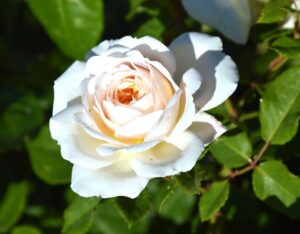 white rose hybrid tea rosa brilliance flower