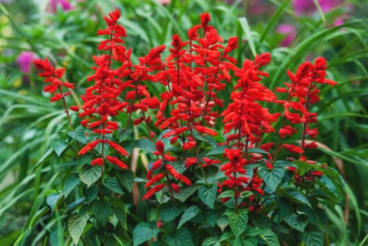 salvia hungtington's red sage masses of red flowers cottage garden border