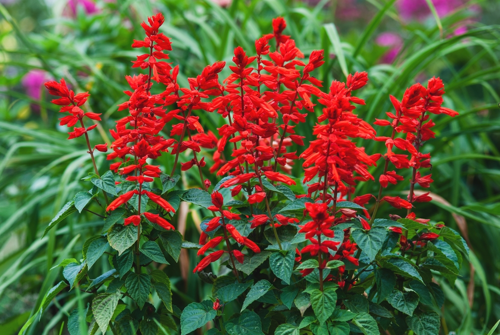 Salvia 'Huntington's Red' - Hello Hello Plants