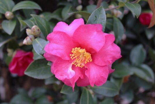 camellia sasanqua pink flower paradise olivia camellia