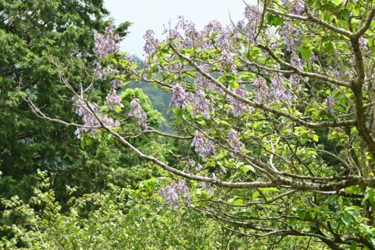 paulwonia tomentosa sapphire dragon empress tree branches deciduous purple flowering tree