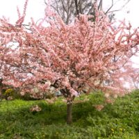 Prunus cerasifera Elvins Ornamental Cherry Blossom Flowering blossom pink