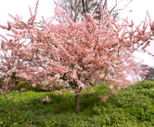 Prunus cerasifera Elvins Ornamental Cherry Blossom Flowering blossom pink