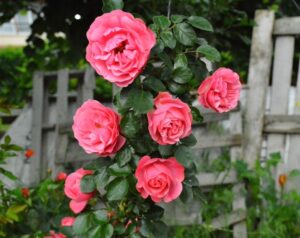 salmon pink rose fluffy rose modern shrub rose fragrant