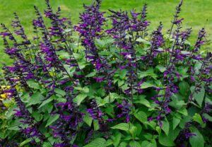 sage plant purple n bloom salvia cottage