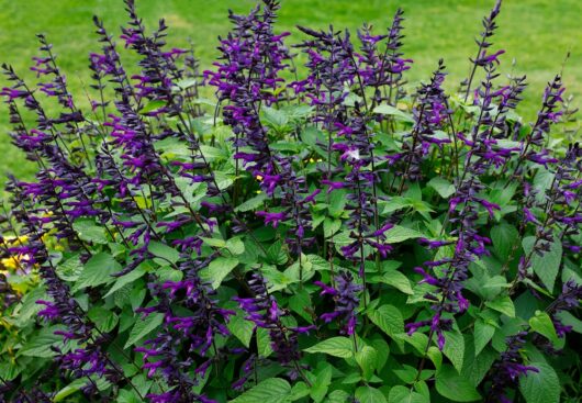 sage plant purple n bloom salvia cottage