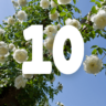 Hello Hello Plants article on the Top 10 Roses for Australia